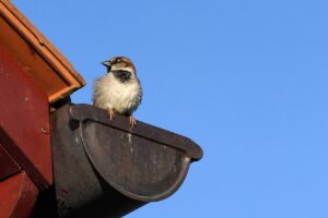 bird, sparrow, roof-7150119.jpg